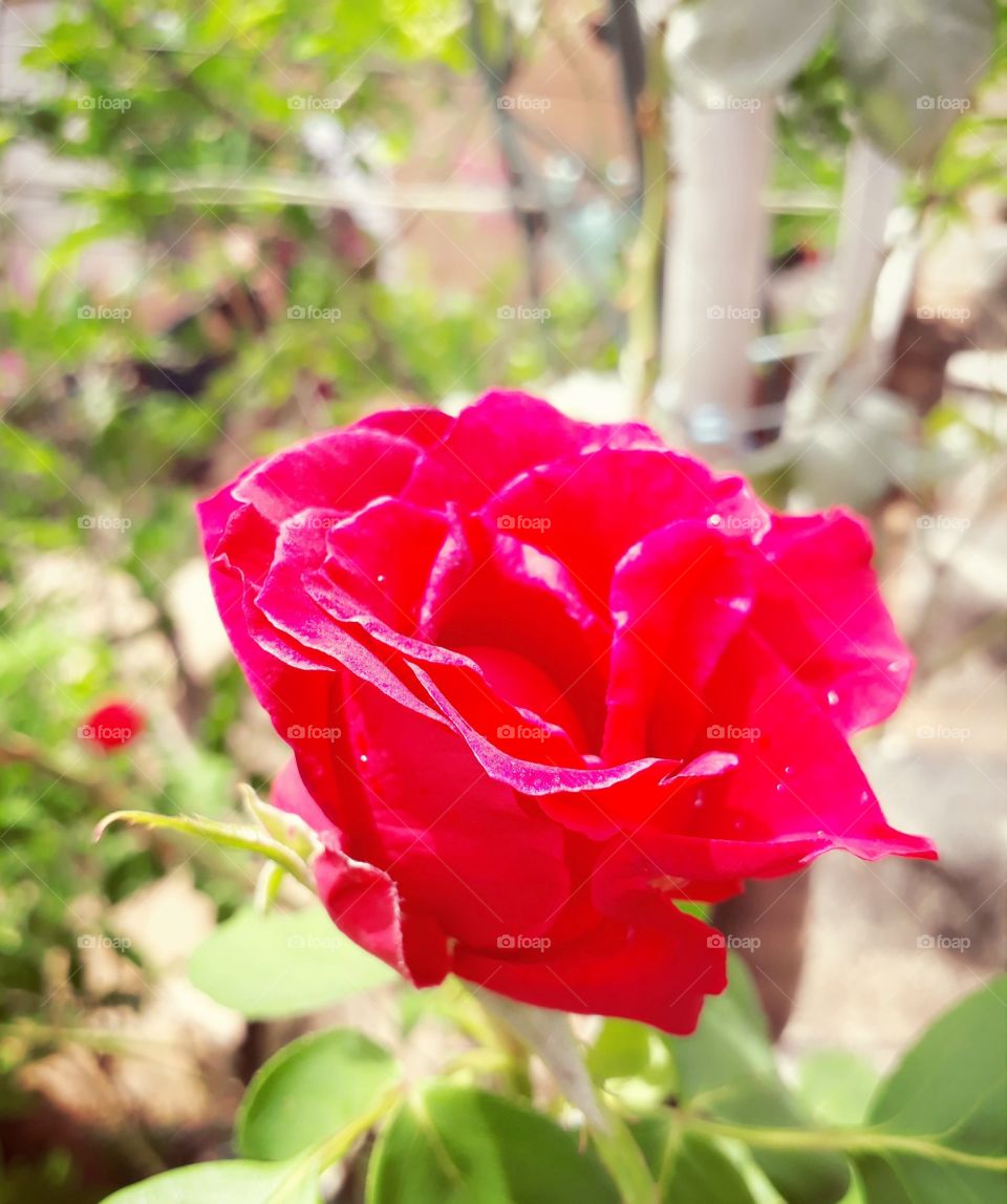 ❤ flores 🌸🌺🌻🌹🌷🌼💐 primavera buquês as coisa mais cheirosas e lindas 📷
