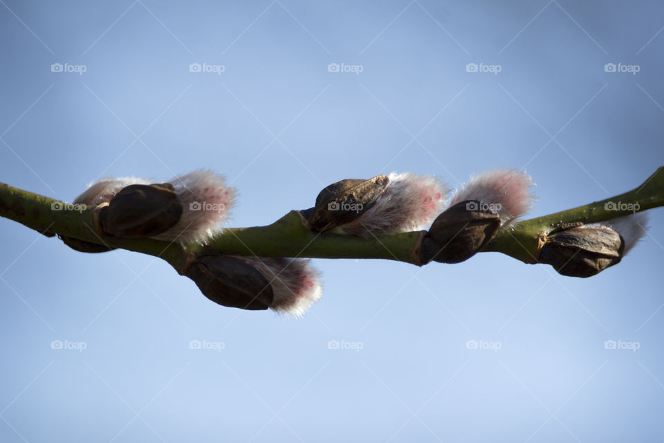 Spring - branch willow twig - 
Vår - videkvist gren