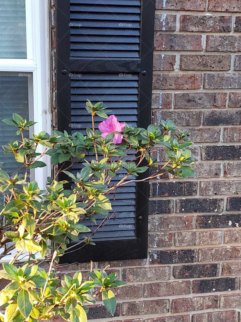 The first Azalea for spring 2019