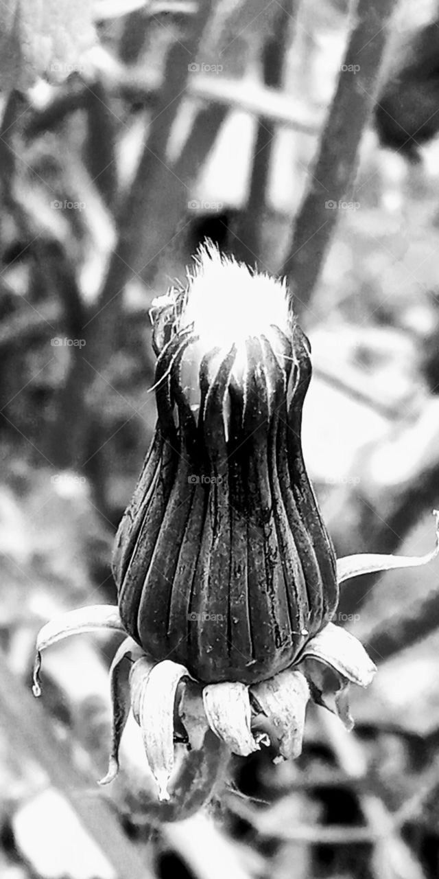 the  wild flowers are about to blooms