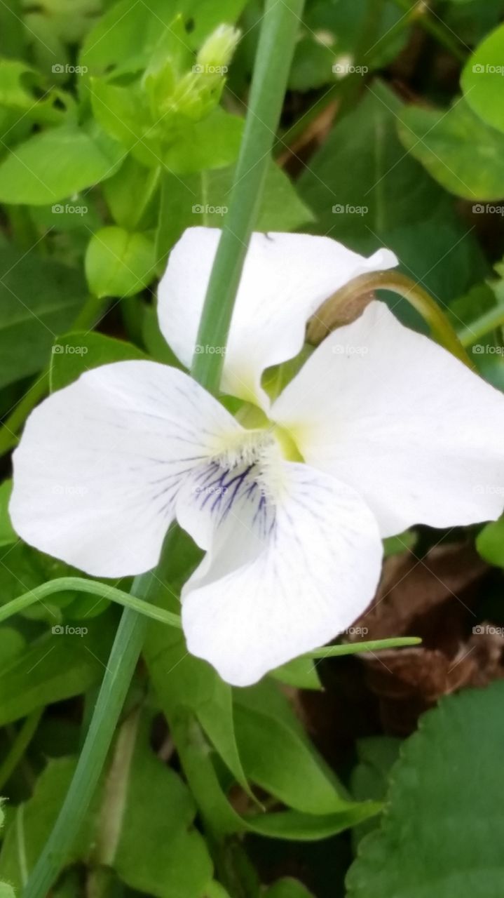 Spring Flowers . went to old grist mill today
