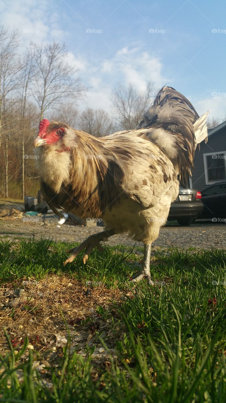 rooster in dinosaur pose! rawr.