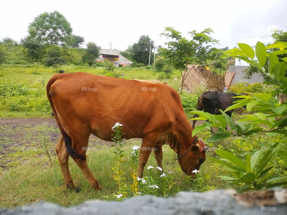 cow grazzing on field