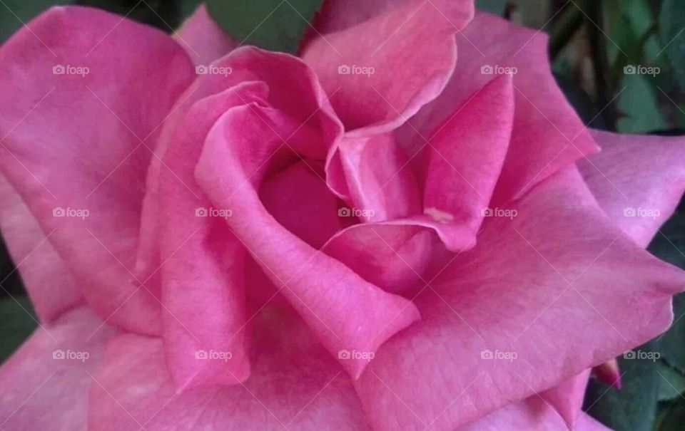 pink rose