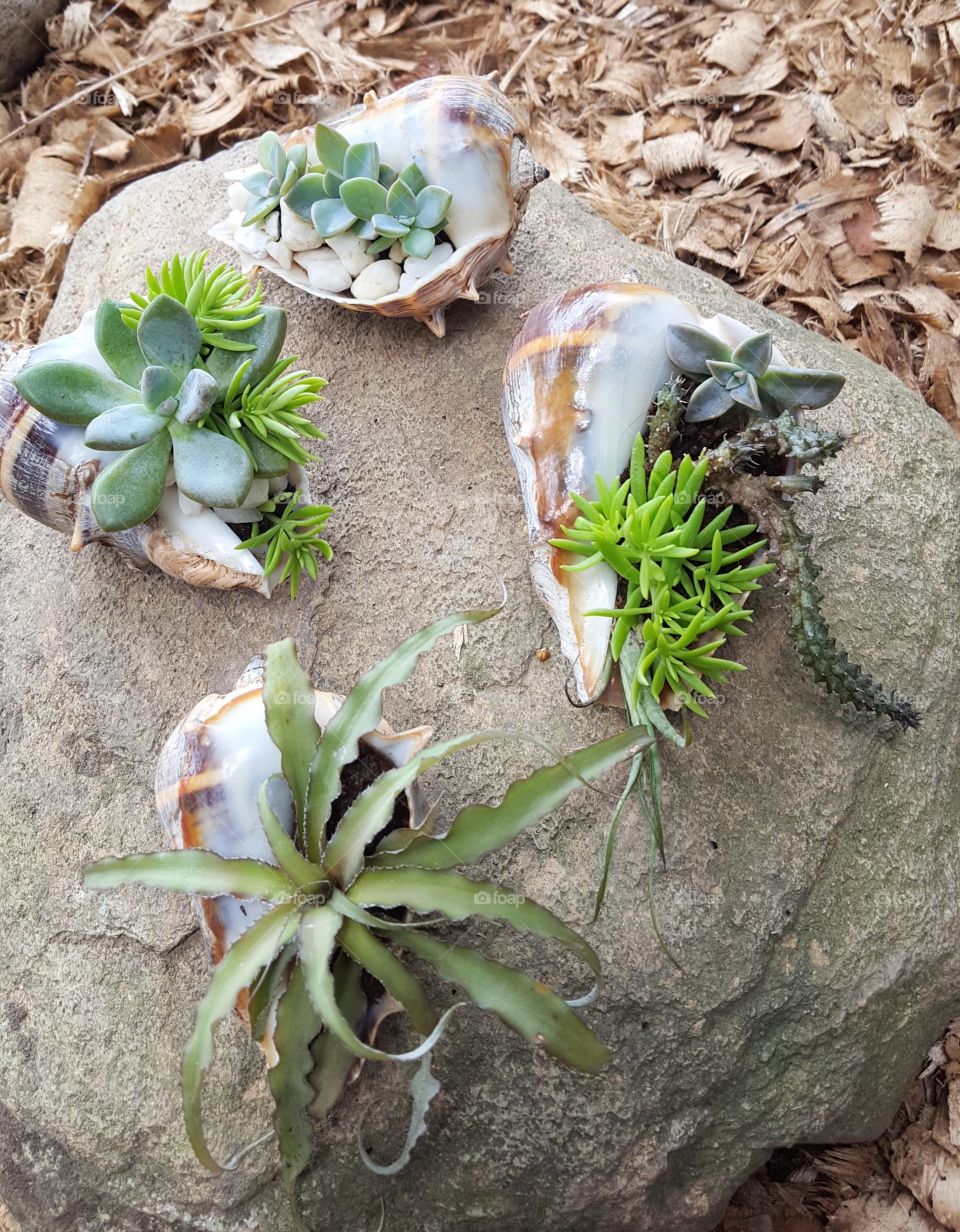 succulent sea shell arrangements