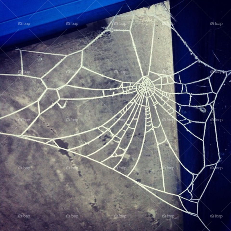spider