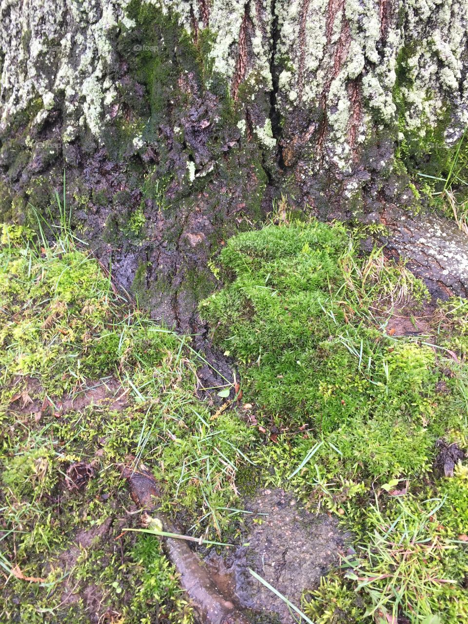 Mossy tree trunk 
