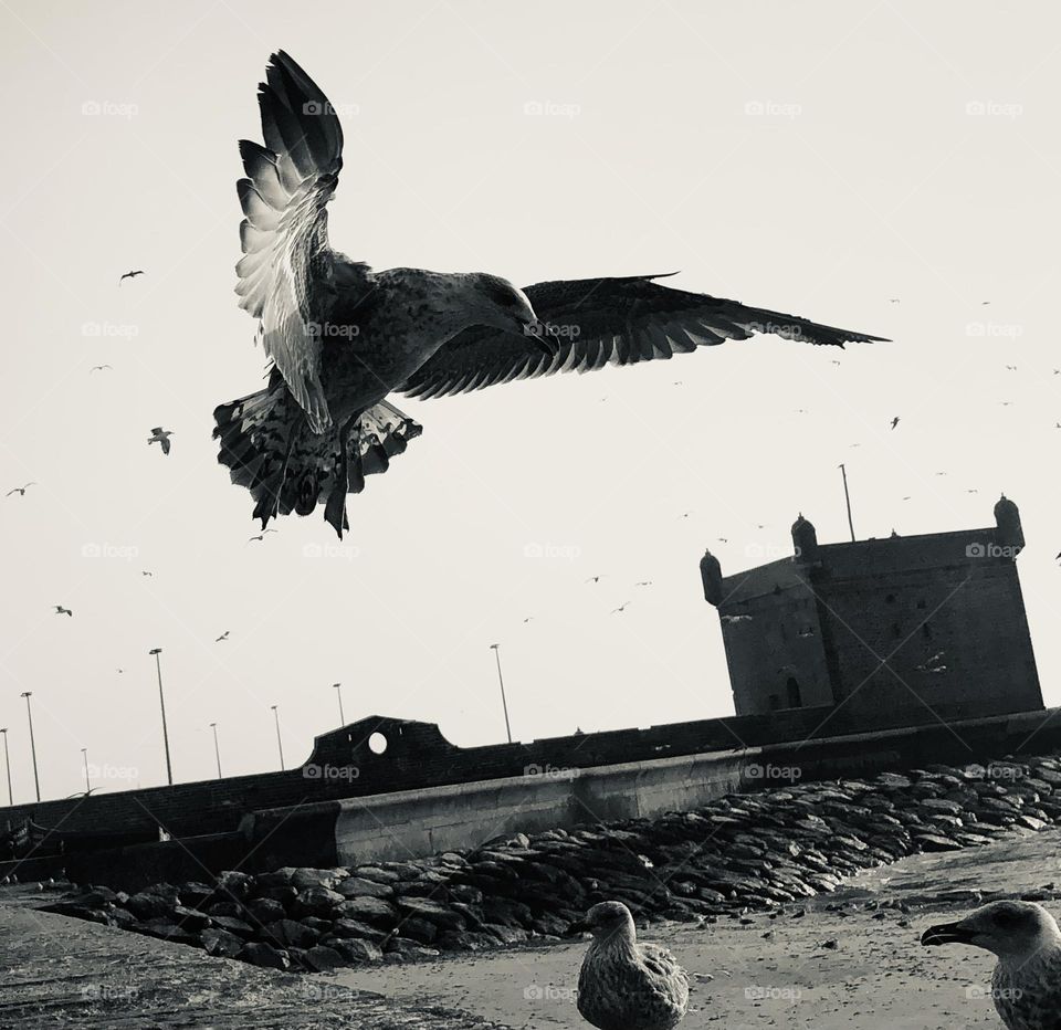 Flying seagull crossing the sky near the harbour at essaouira city in morocco 