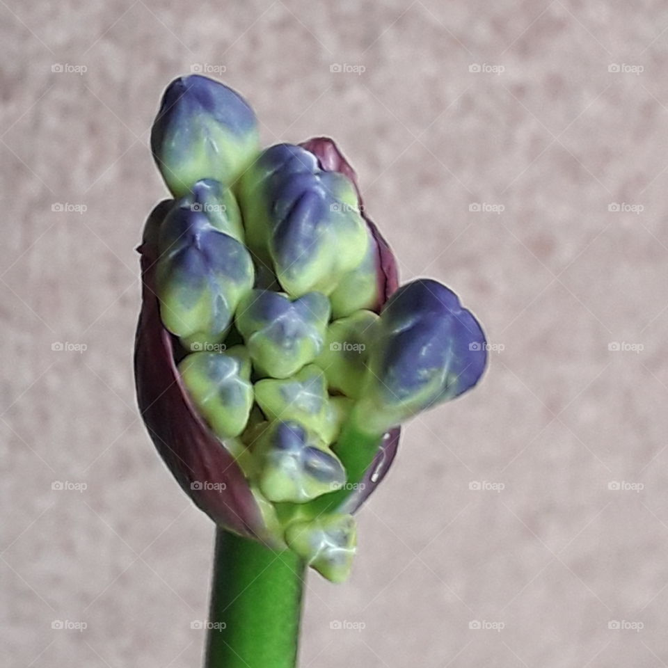 evolving buds of blue  agapanthus transferred home 1