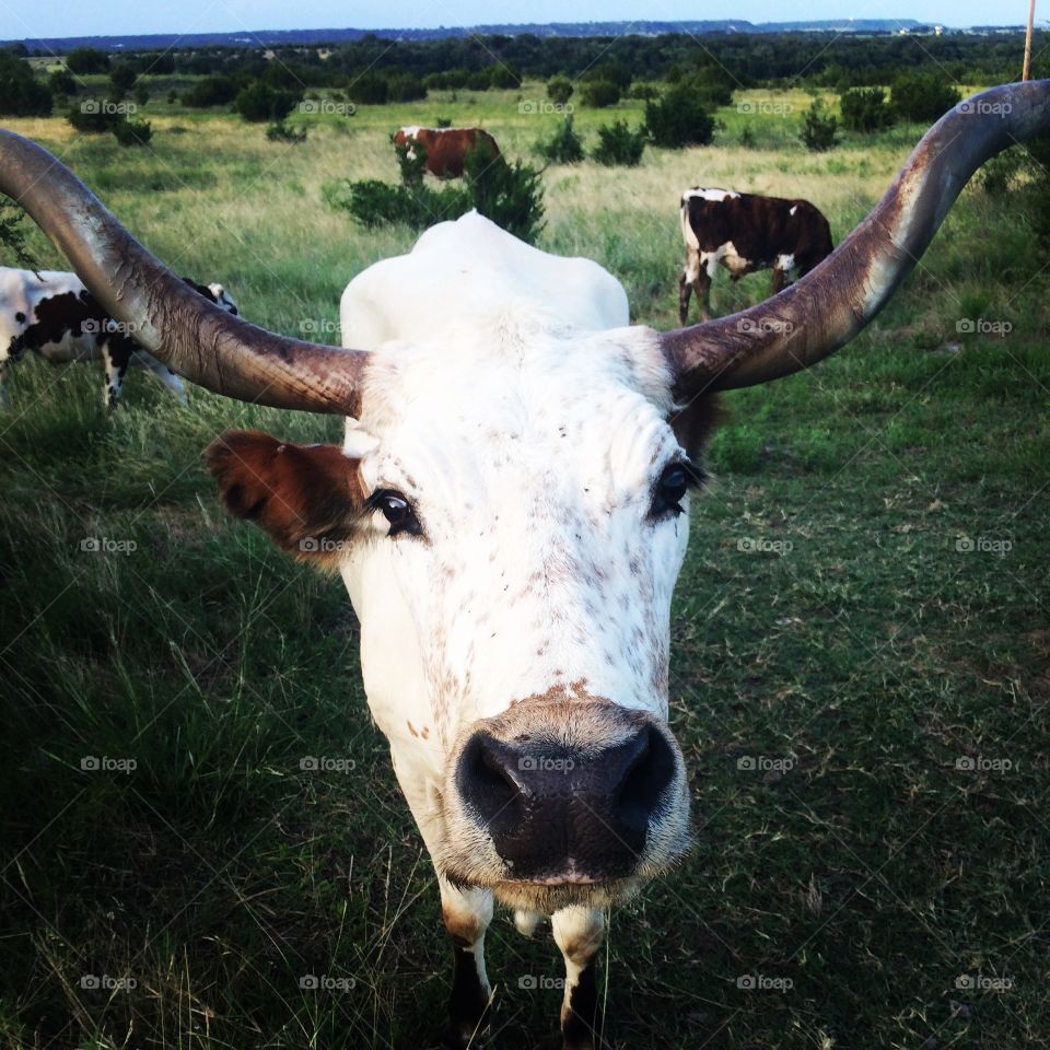 Bonnie the Longhorn. This Momma is the greediest food snatcher. But mess with her babies and you'll get her horns. 