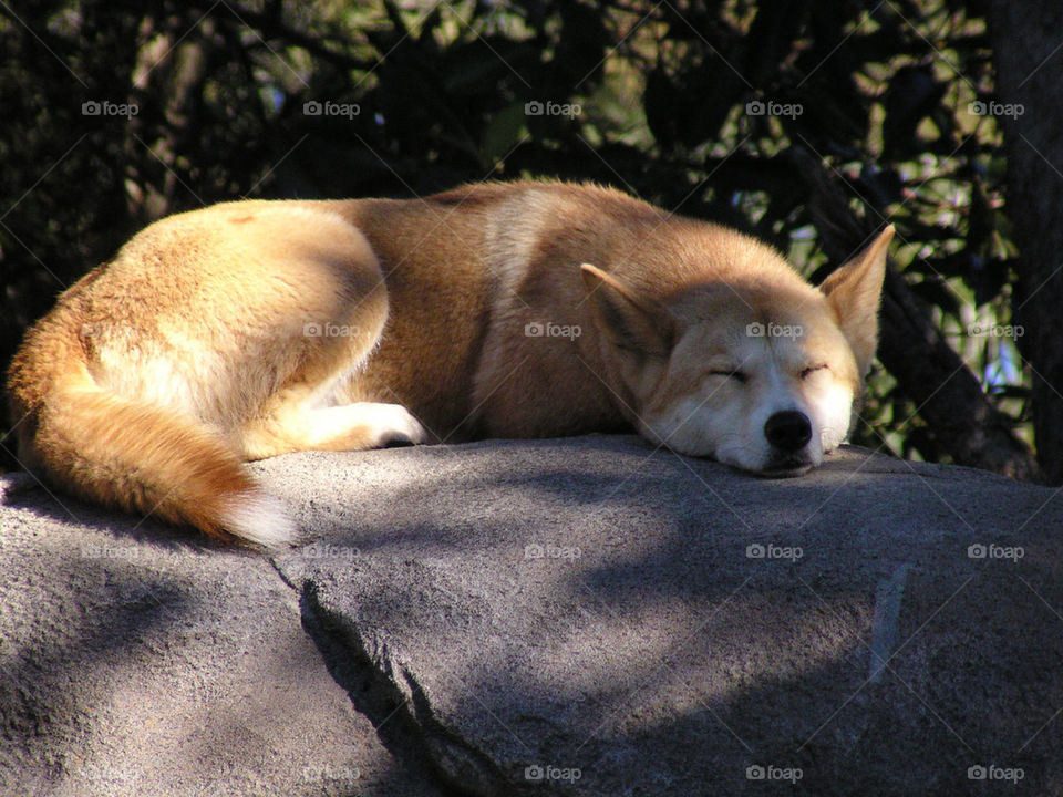 Wild dingo in a zoo