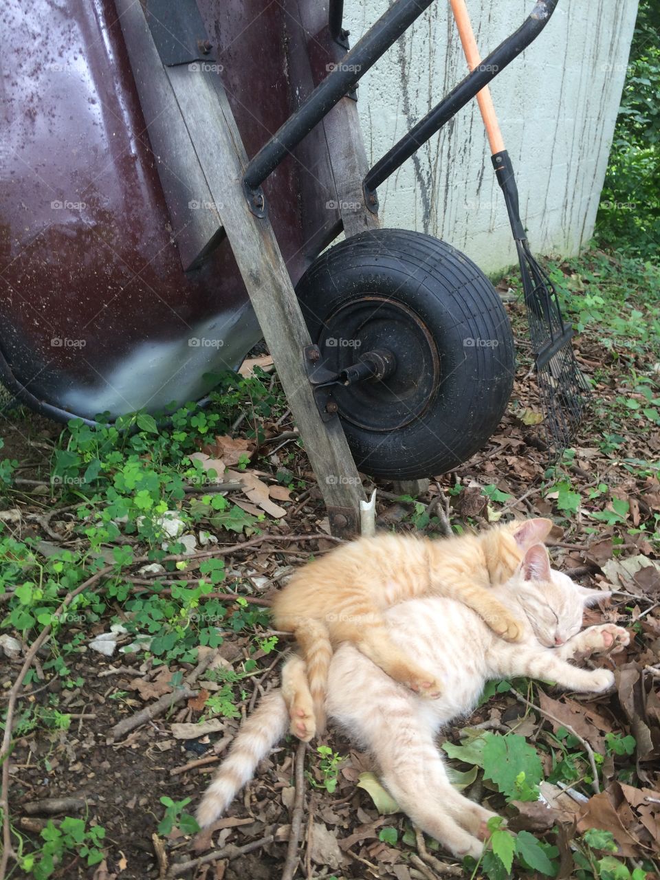 Yard work kitties