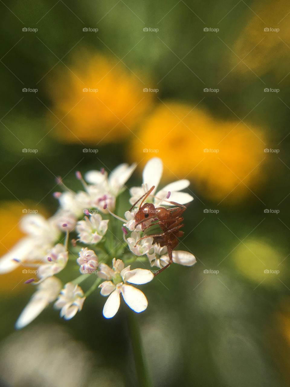 Ant on cilantro 