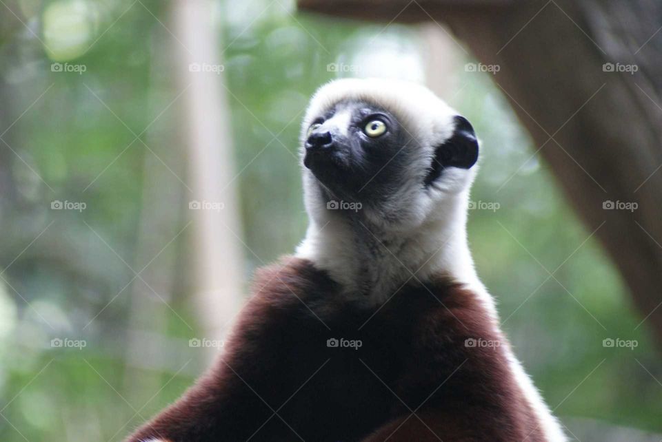 Coquerel's Sifaka