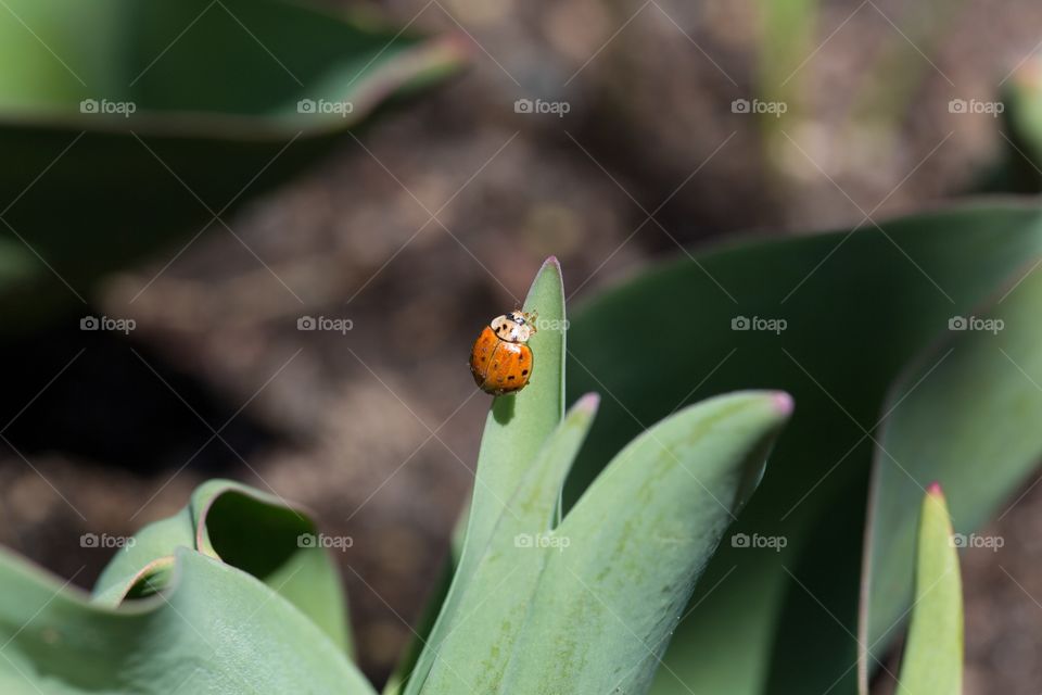 Lady bug