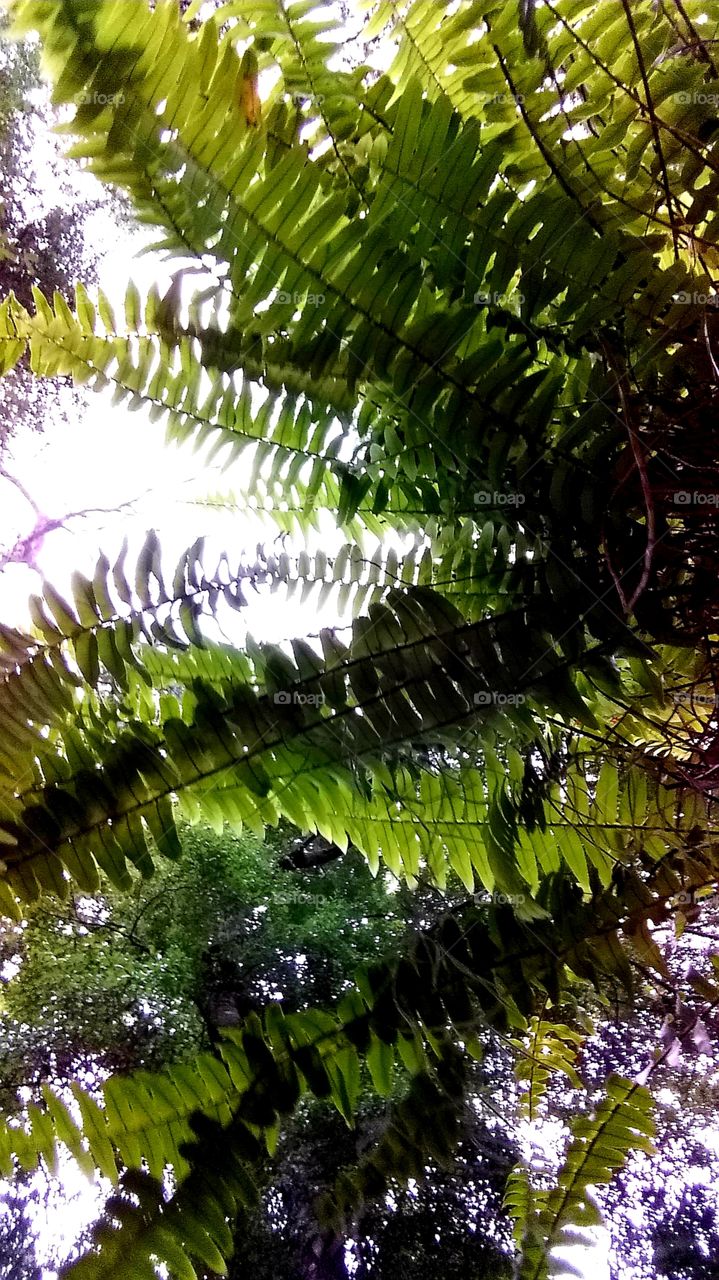 fun with ferns