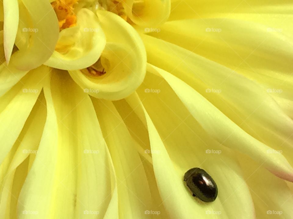 A ladybug on a yellow flower