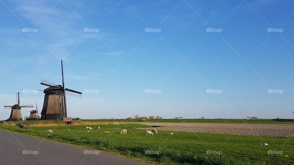 Picturesque landscape of Netherlands with typical windmills