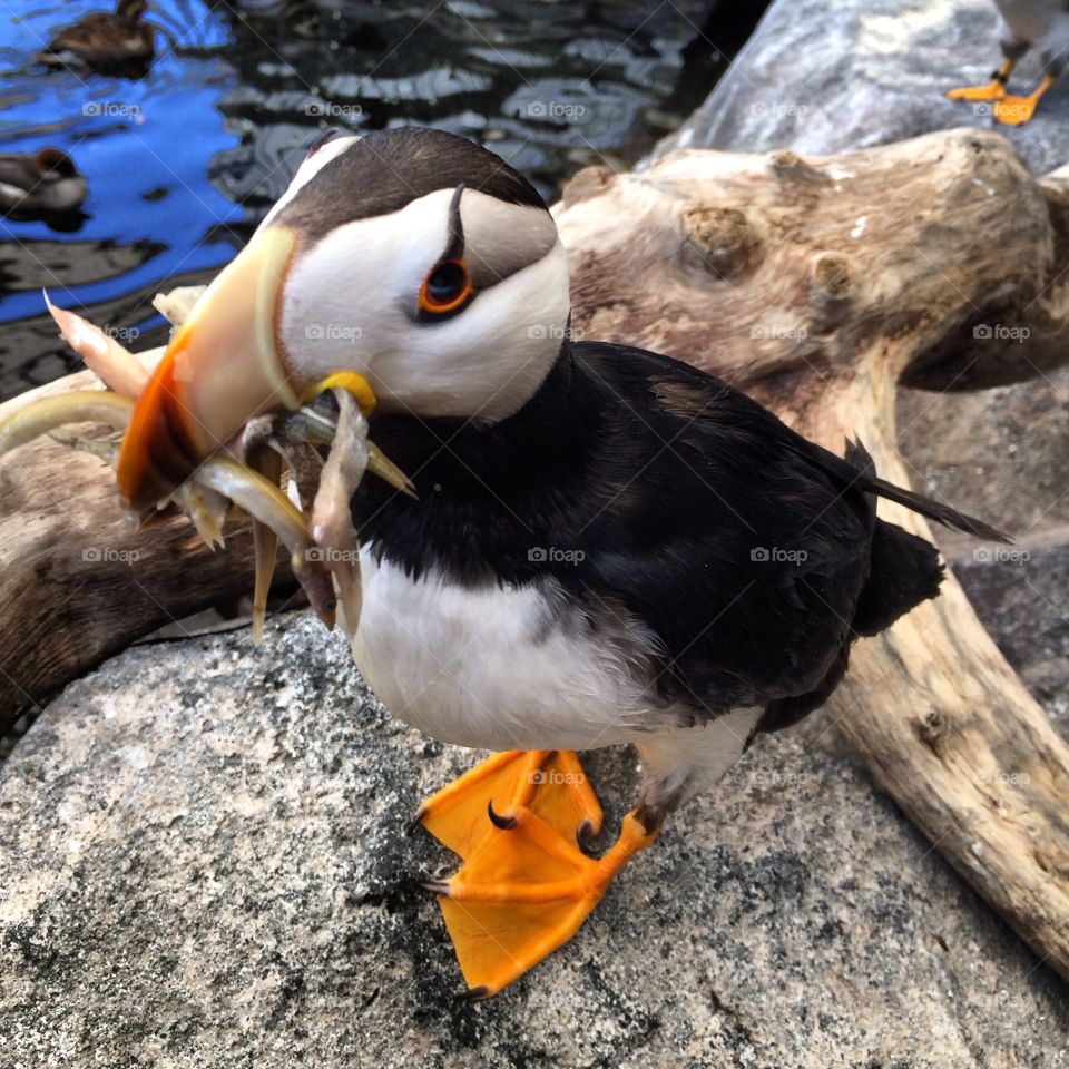 Hungry Puffin 