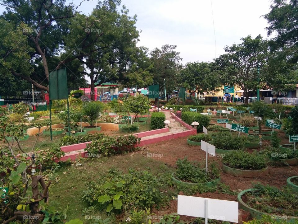 the beautiful potanikkal garden and medicine plant