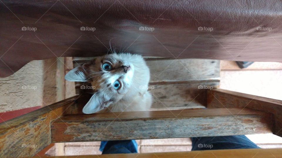 Olha o gatinho me olhando, subindo na cadeira.