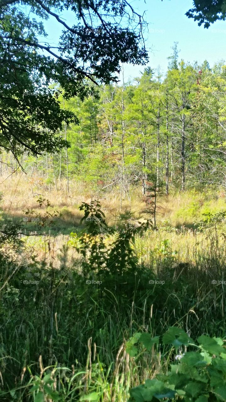 At The Edge Of The Forest