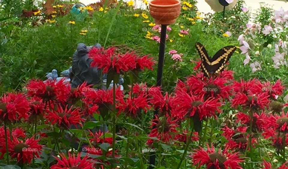 Butterfly onRed Bee Balm