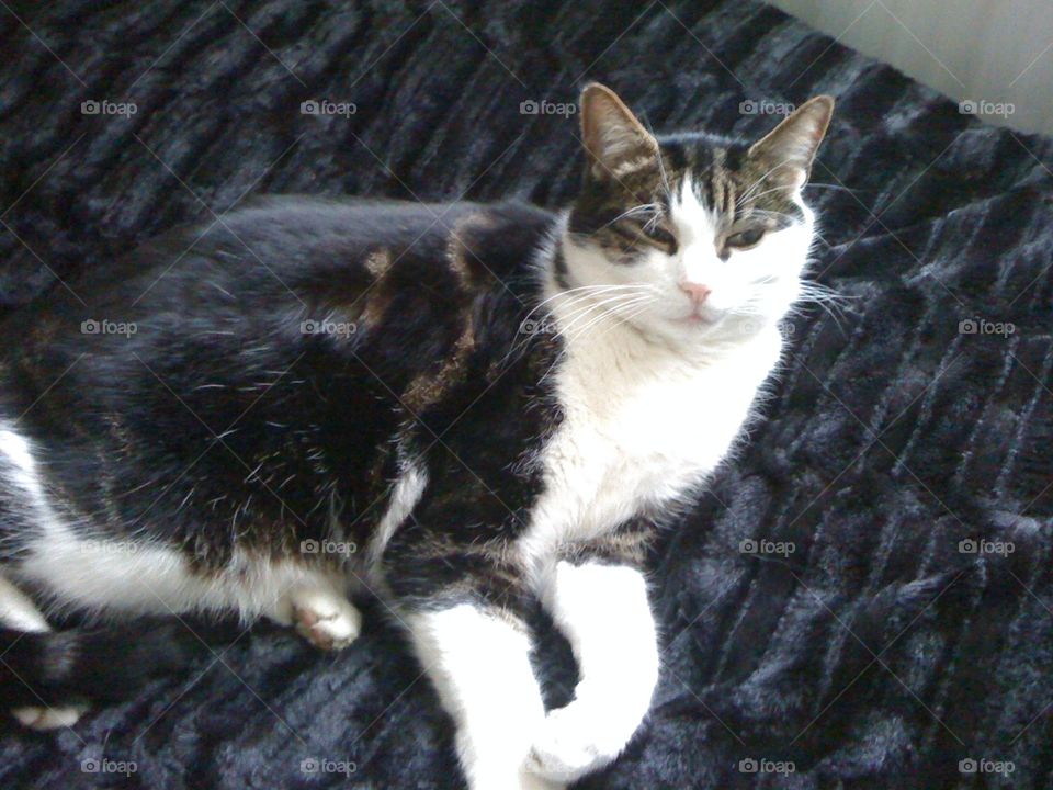 Sitting pretty kitty 