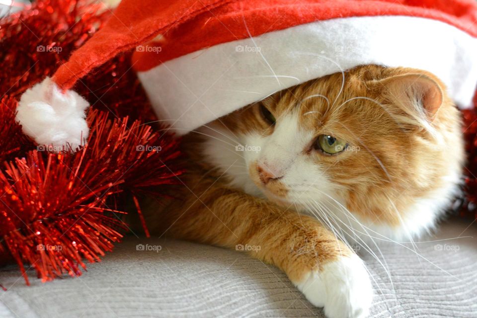 cat beautiful portrait in red hat Christmas holiday