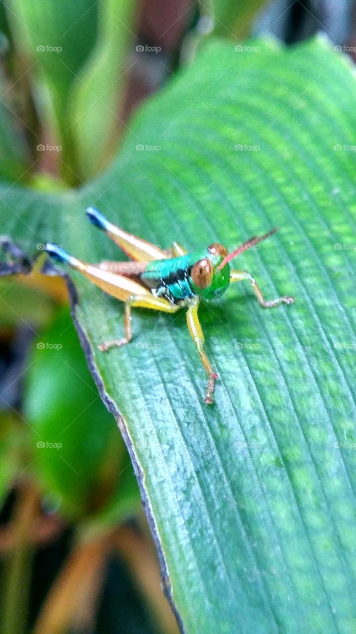 grasshopper