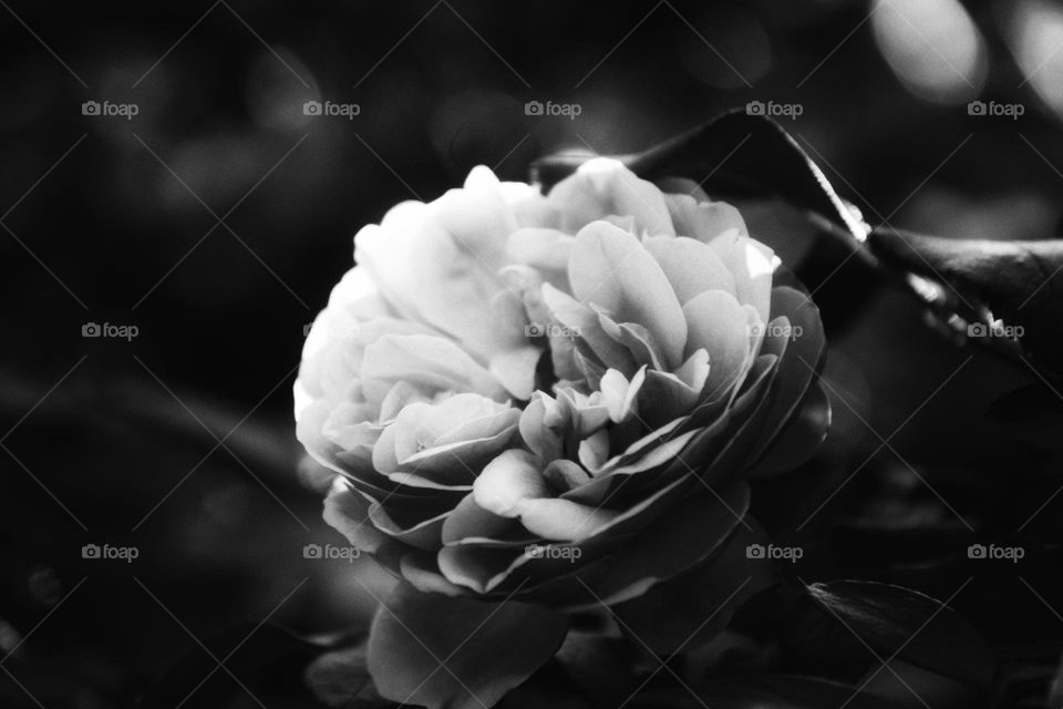 Rose in black and white illuminated by the sunlight.