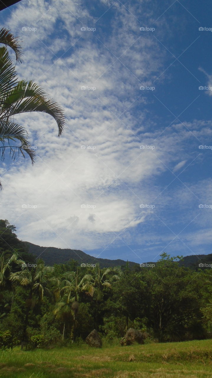 NATURE, LANDSCAPE, PLANTS, TREES.