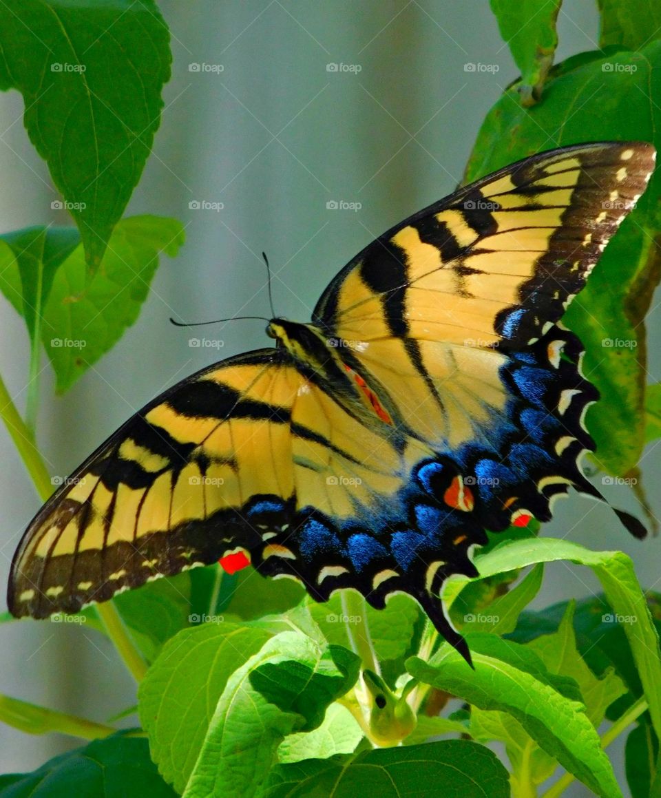 A Swallowtail butterfly is drawing nectar from a host plant - Swallowtail butterflies are popular species for their attractive wing forms and varied colors. 