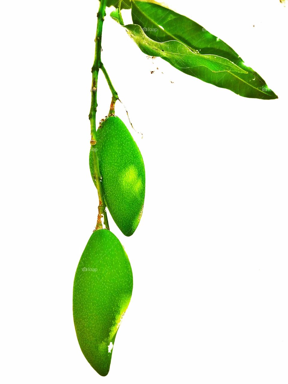 Mango, Fruit, Green, Plant, Leaf