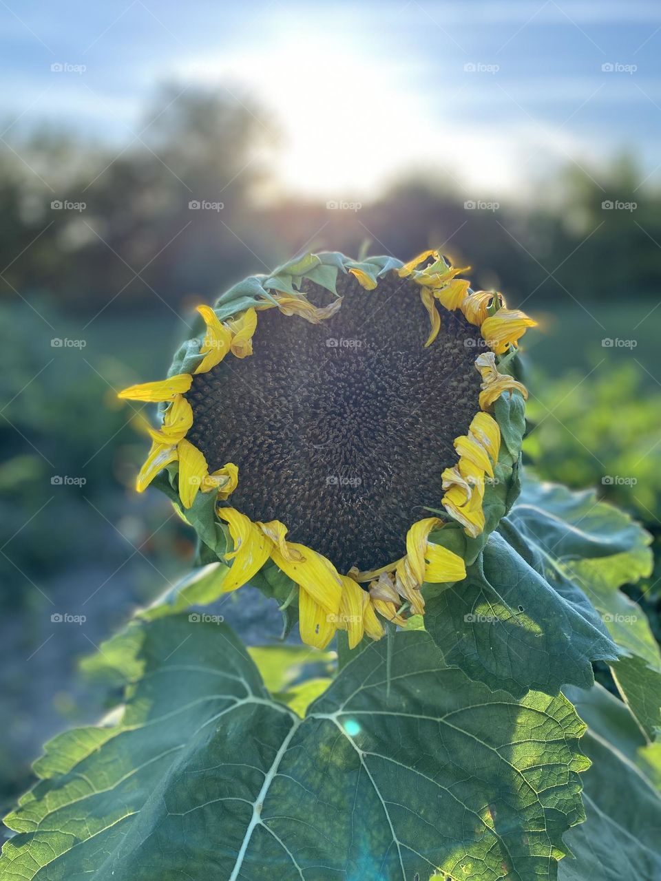 Garden sunflower soaking up the sunshine