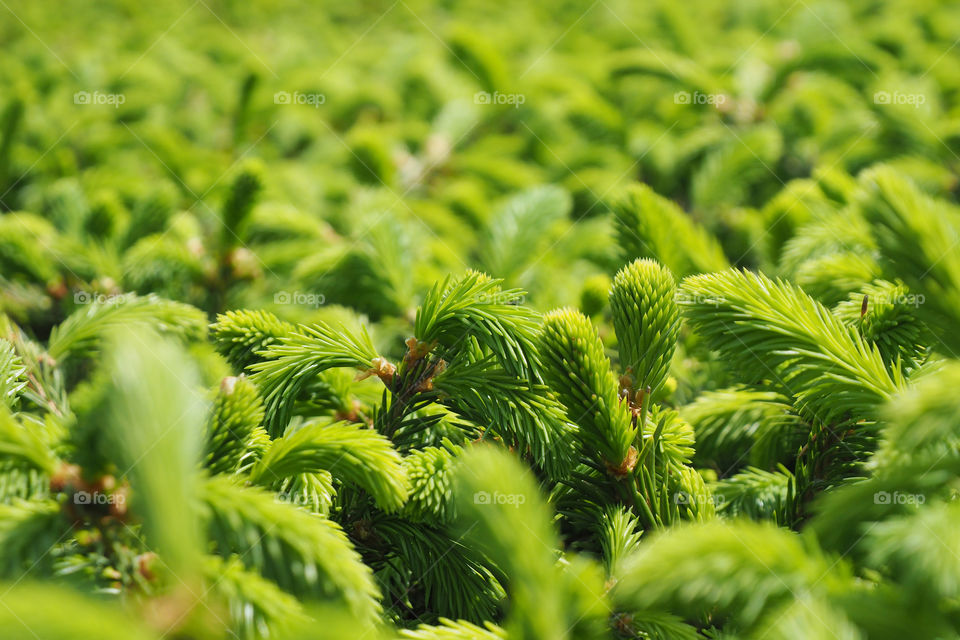 bright green coniferous branches of a hedge