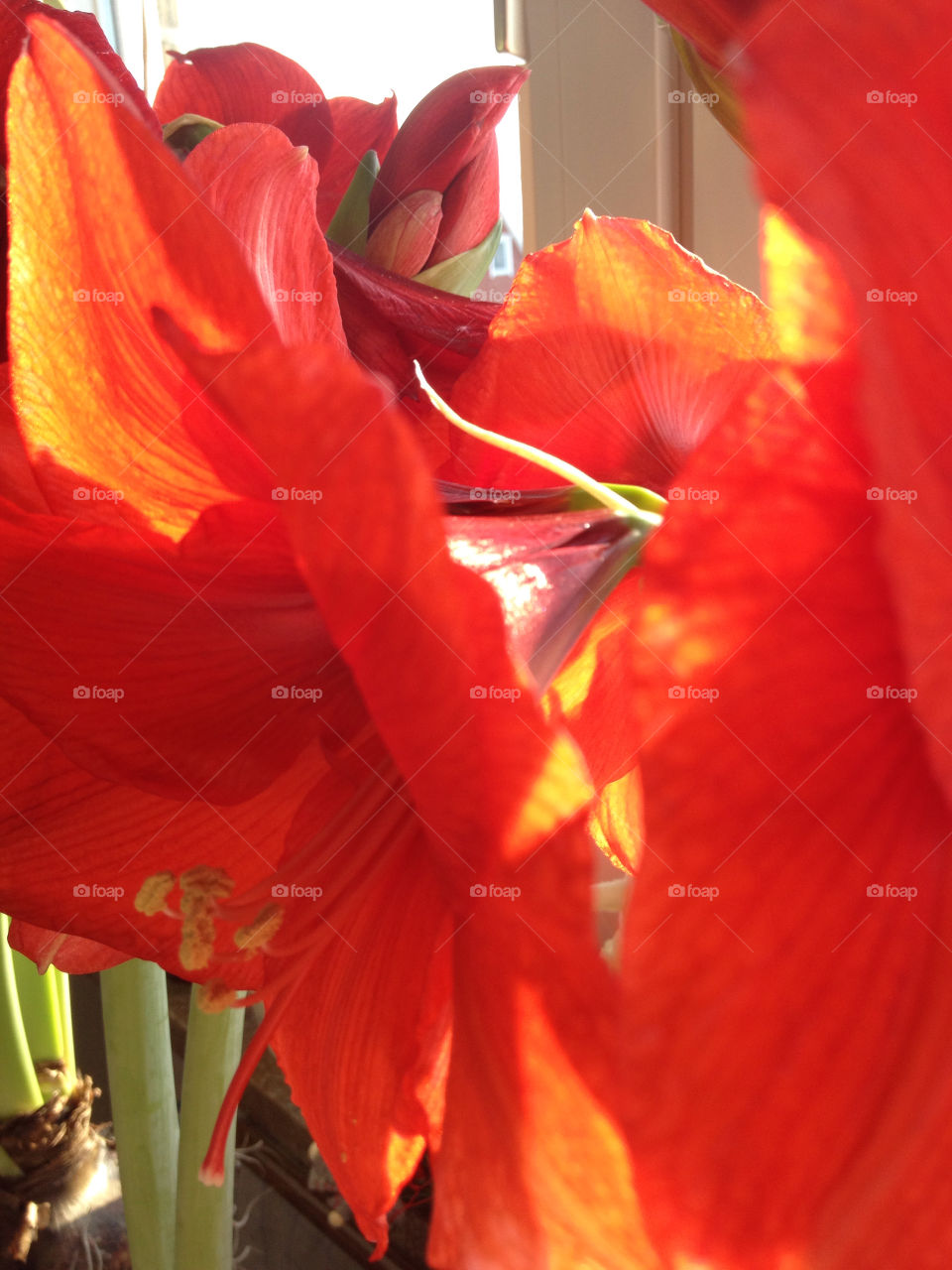 amaryllis. christmasflower