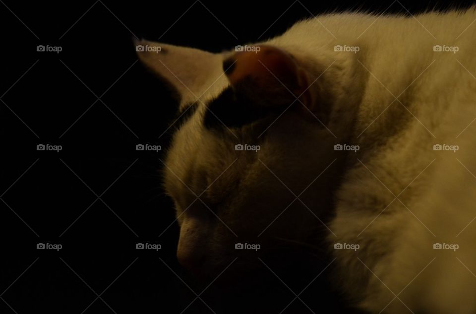 Relaxing Cat Portrait.