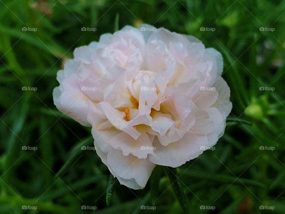 the Portulaca Grandiflora