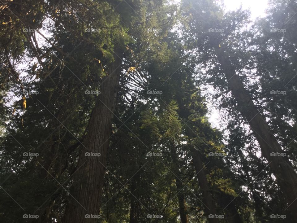 The Forest in Abbotsford 