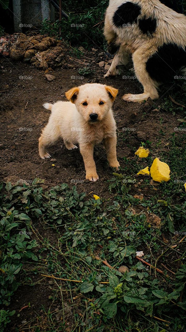 Um filhote de cão a olhar para o telemóvel