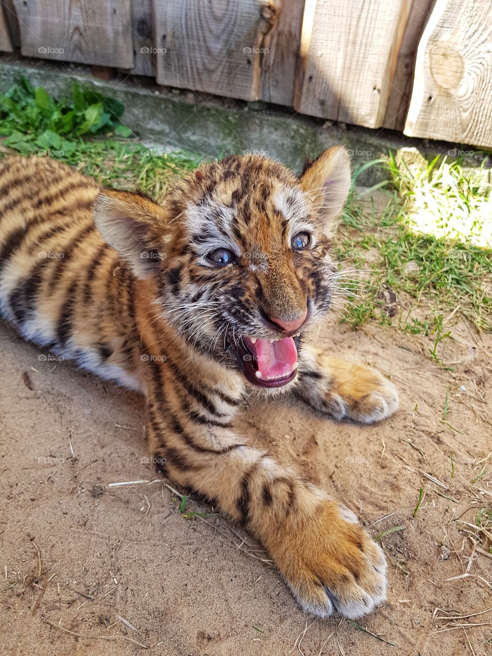 Angry little tiger