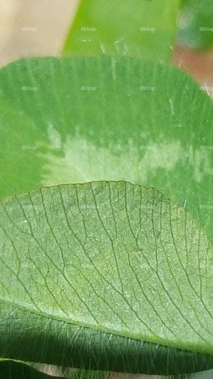 leaf