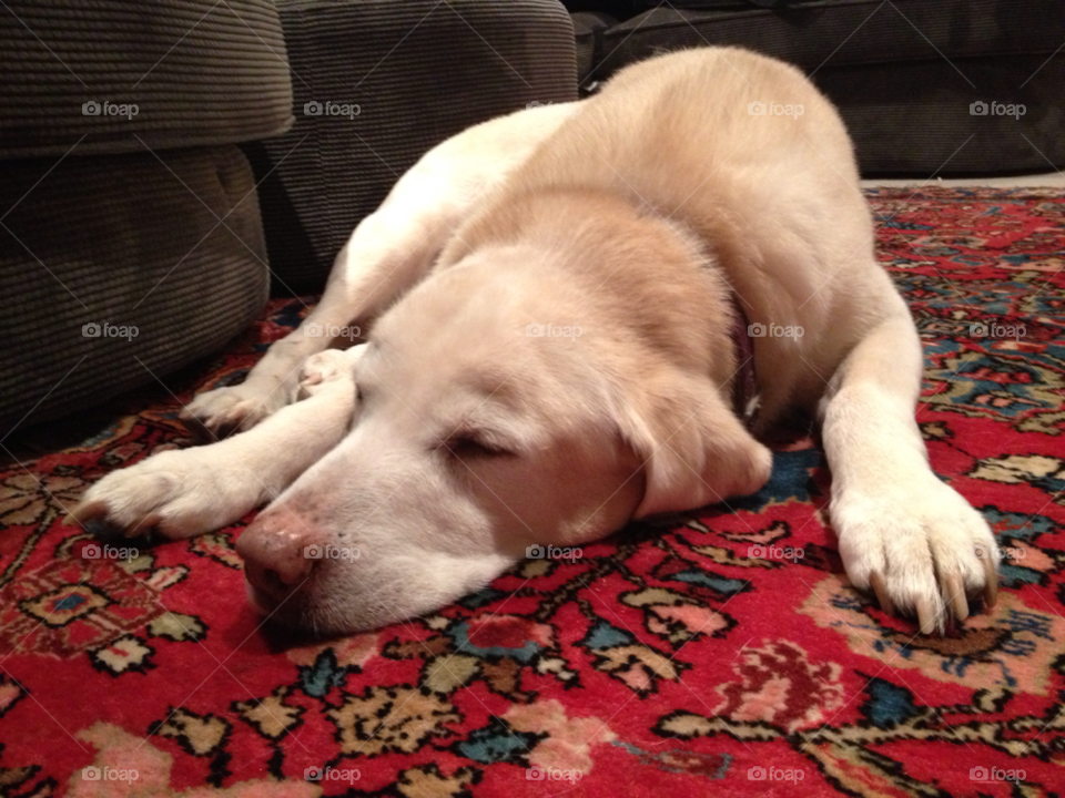 16 year old labrador peaceful old dog resting on the rug by zippypitt