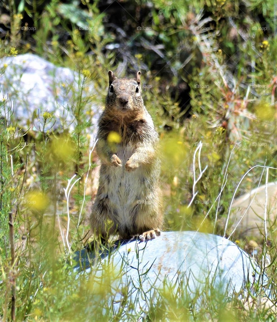 Navajo Squirrel 