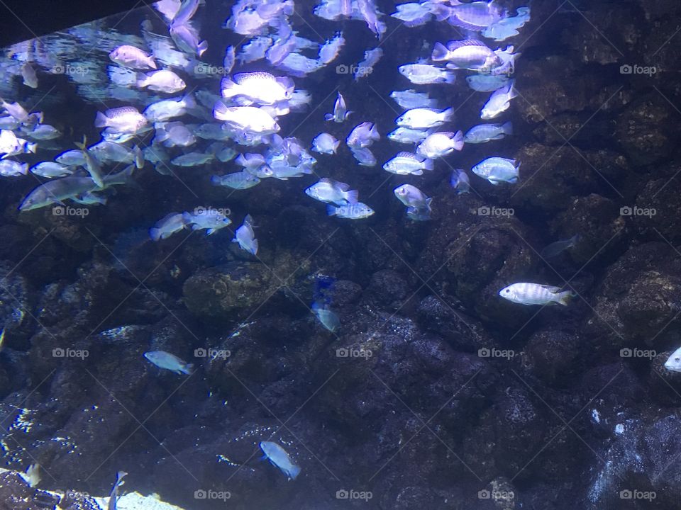 Amazing aquarium 