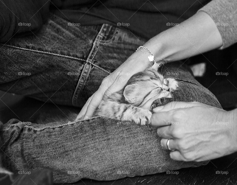 Cute baby cat of siberian breed sleeps on the leg of the owner and it gets pampered from the human mother