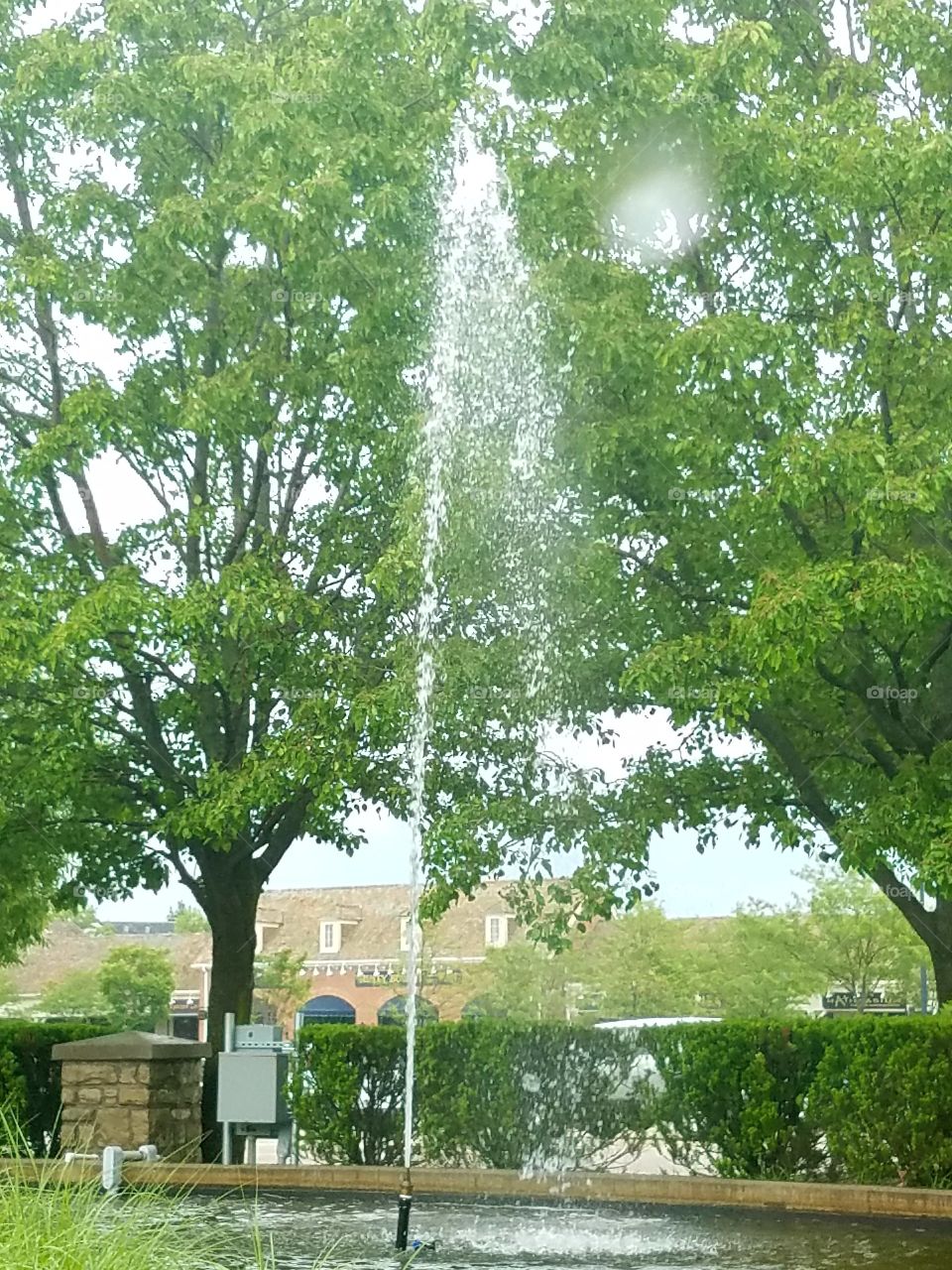 Tree, Environment, Landscape, Nature, Wood