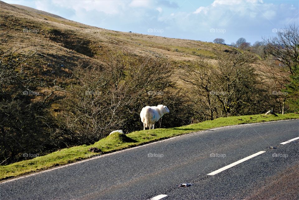 A sheep stands by a road in Wales. 