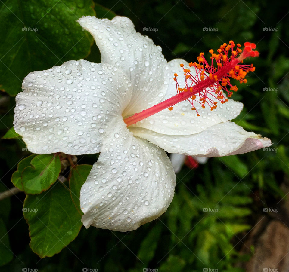 White hibiscus flower with raindrops on its petals